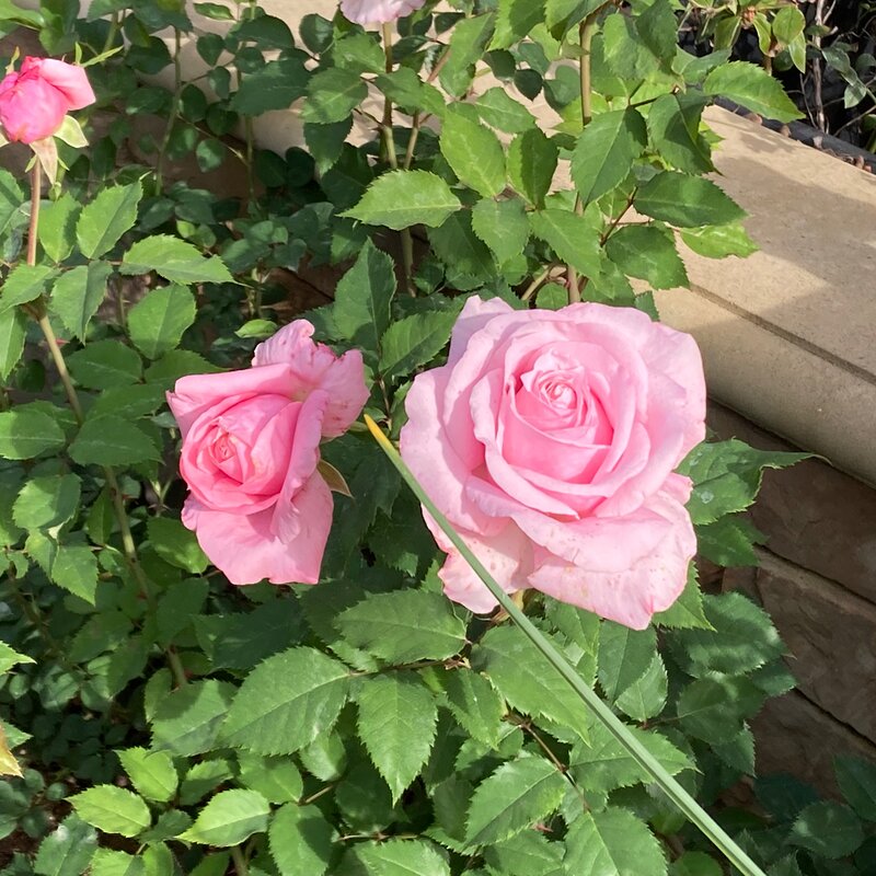 Belinda’s Dream in January