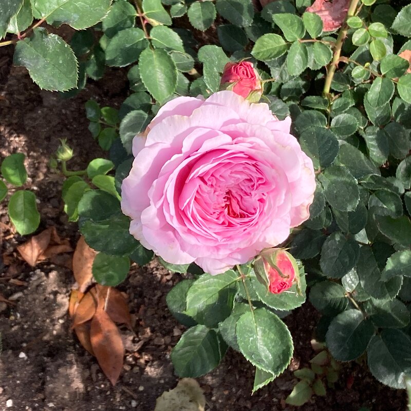 Eustacia Vye in January