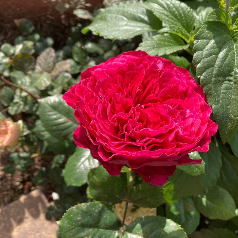 Rouge Royal in January