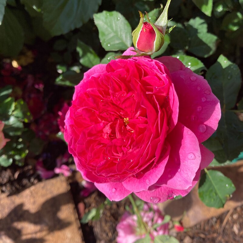 Media 'Gabriel Oak' in album 'SoCalZone10’s garden'