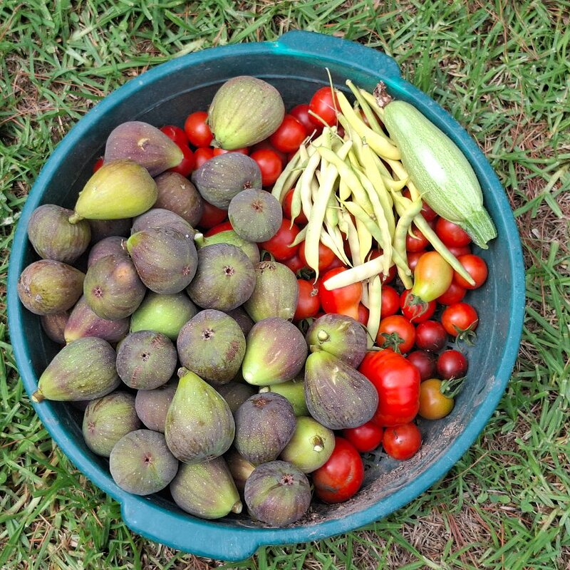 Media 'figs, tomatoes, beans, courgettes and pears' in album 'Veg plot and fruit trees 2025-2026'