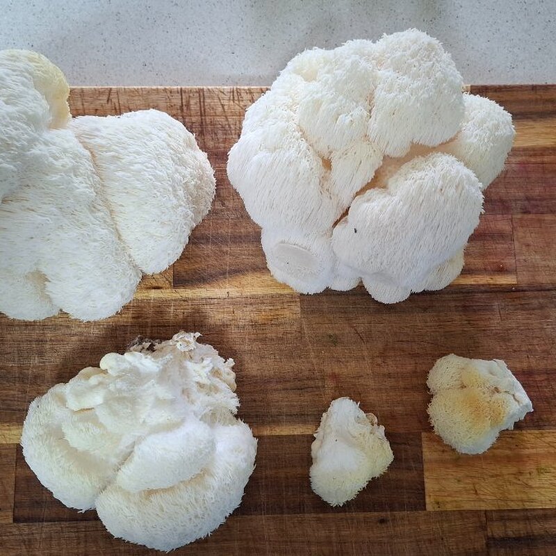 ¾kg of harvested Lion's Mane Mushrooms