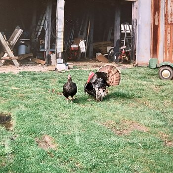 Turkeys!