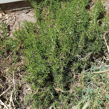 Creeping Rosemary