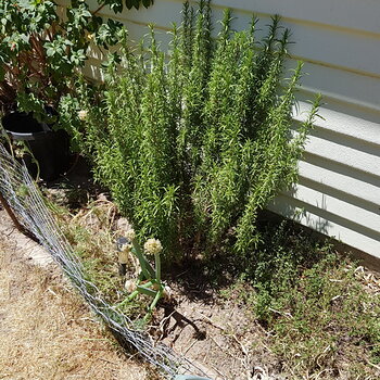 Upright or bushy Rosemary