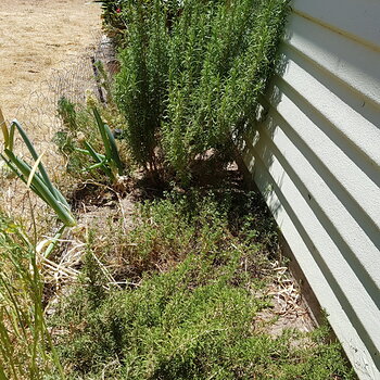 Bushy upright & Creeping Rosemary