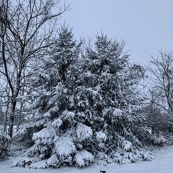 Morning Snowfall