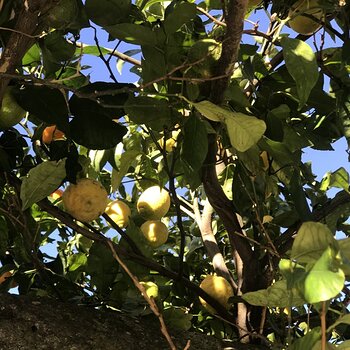 Lemon tree.jpeg