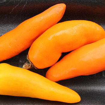 orange chilies-s.jpg