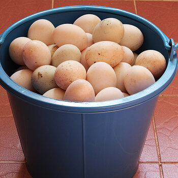 Duck eggs s.jpg