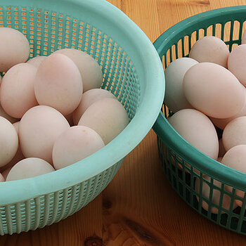 Duck eggs 2 s.jpg