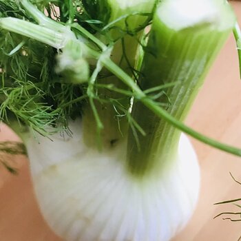 Fresh fennel.jpeg