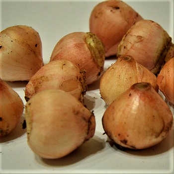 Lampascioni - Apulian Wild Button Onions.png