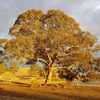 Sunrise tree