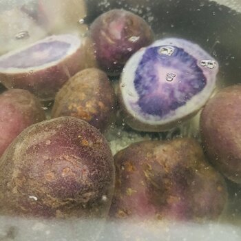 Boiling purple potatoes.jpeg