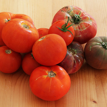 Tomatoes 2 s.jpg