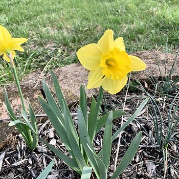 Spring!