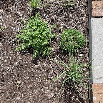 Herbs 1 (And A Flower)