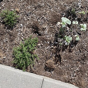 Herbs 2