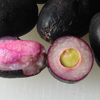 Black plum cu s.jpg