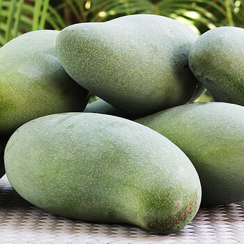 Mangoes s.jpg