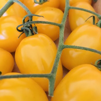 Piennolo Yellow Tomato from Vesuvio.jpeg