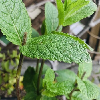 Mint from my terrace.jpeg