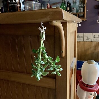 Drying Oregano