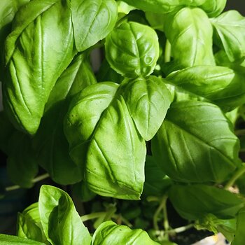 Fatty Basil Leaves on my terrace.jpeg