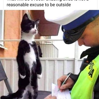 Cat Busted