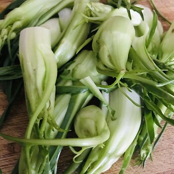 Puntarelle romane.jpeg