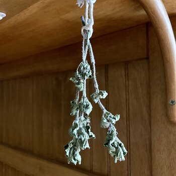 Oregano Still Drying