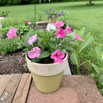 More Flowers
