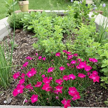 Enough With The Flowers, Already!
