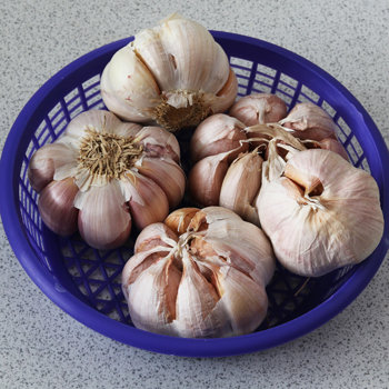 Garlic s.jpg