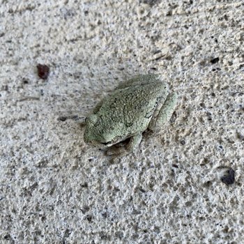 Froggy On The Porch