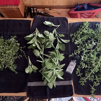 Herbs