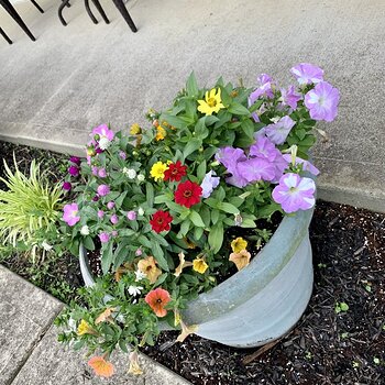 More Flowers