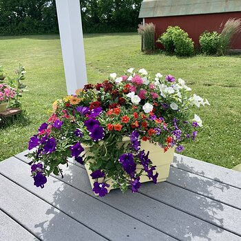 Exploding Flowers!