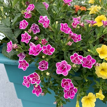 Pink-And-White Flowers