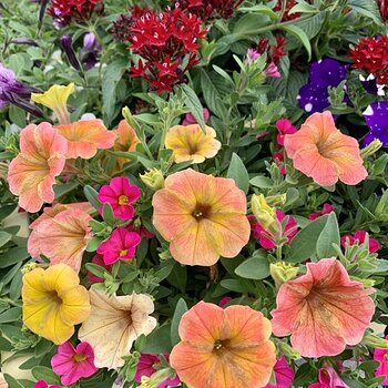 Pale Petunias