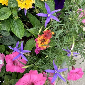 Nice Colors!