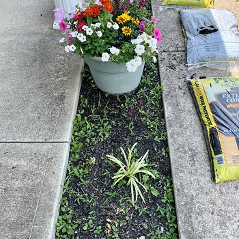 Weeds!