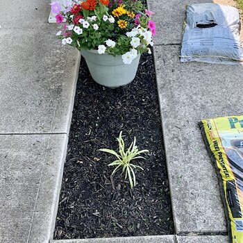 De-Weeded And Sprayed