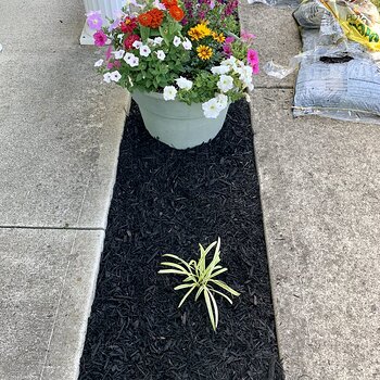 New Mulch