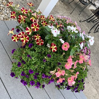 Orange Planter