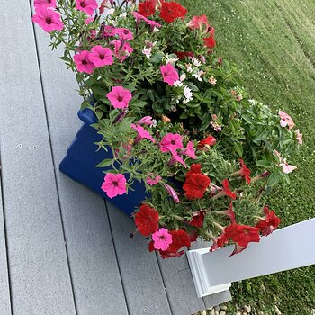 Blue Planter