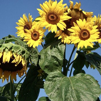 Sunflowers
