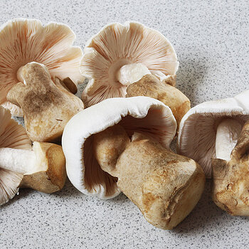 Straw mushrooms s.jpg