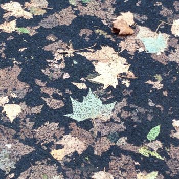 Leaves Hyde Park 2017